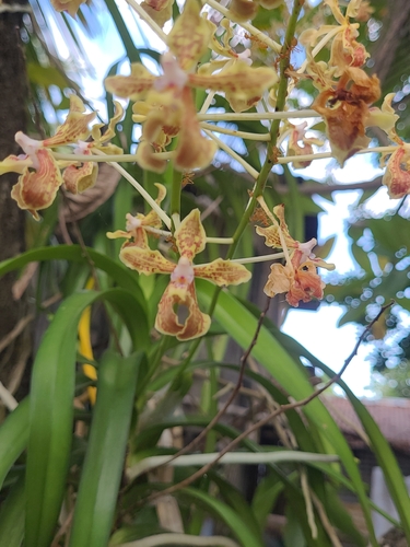 Vanda lamellata iNat (2)