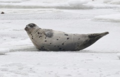 Pagophilus groenlandicus