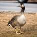 Greylag × Canada Goose - Photo (c) Tim Frye, some rights reserved (CC BY-NC), uploaded by Tim Frye
