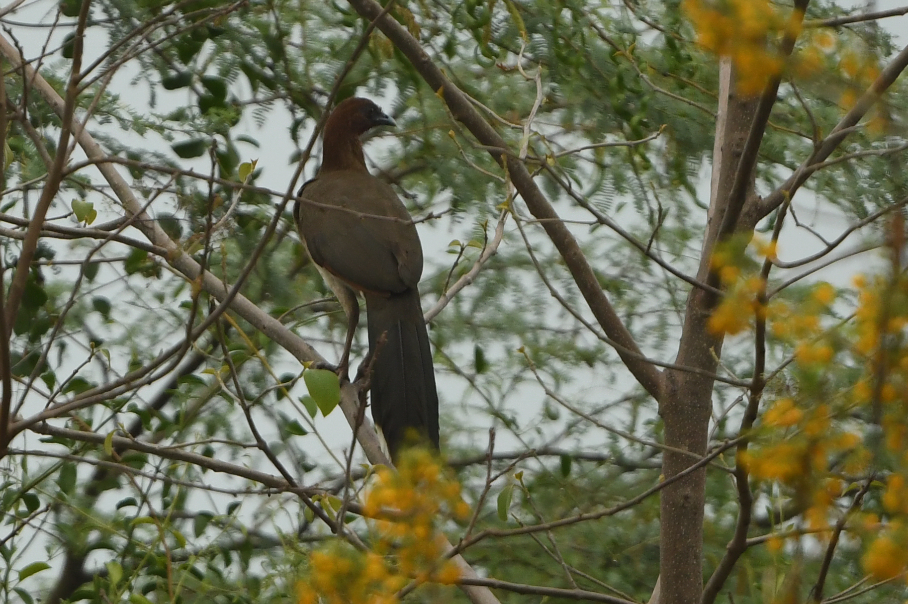 Chestnut-winged Chachalaca (Ortalis garrula), photo 5