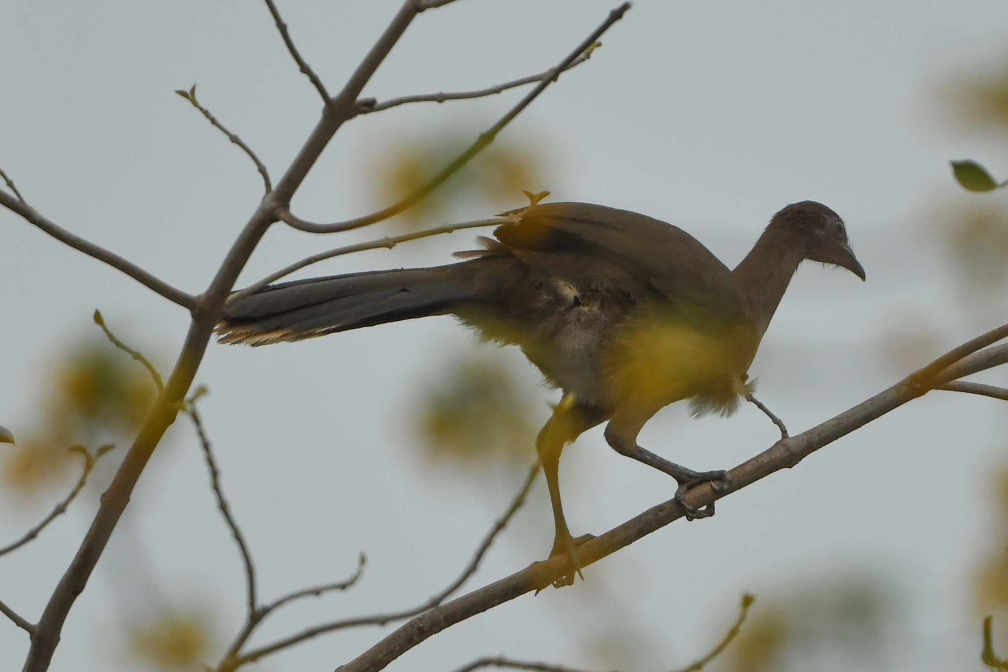 Chestnut-winged Chachalaca (Ortalis garrula), photo 4