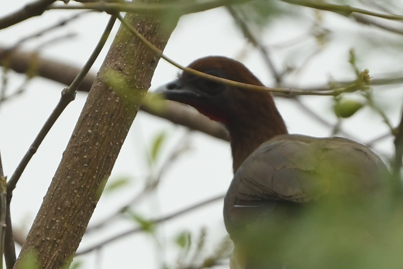 Chestnut-winged Chachalaca (Ortalis garrula), photo 2