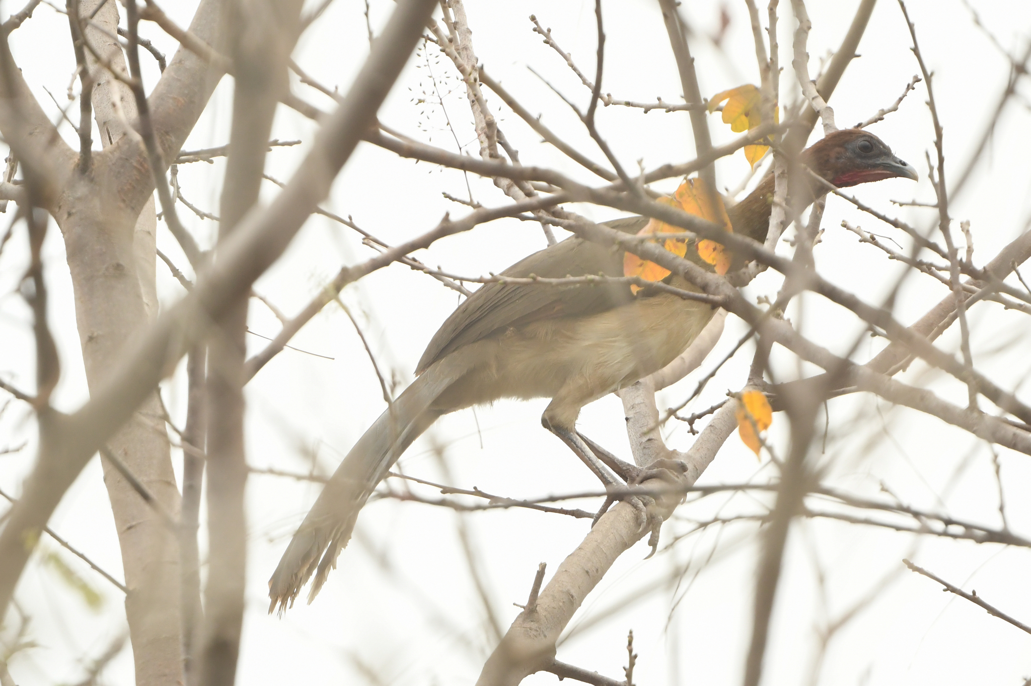 Chestnut-winged Chachalaca (Ortalis garrula), photo 3