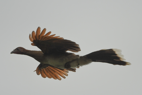 Chestnut-winged Chachalaca (Ortalis garrula)