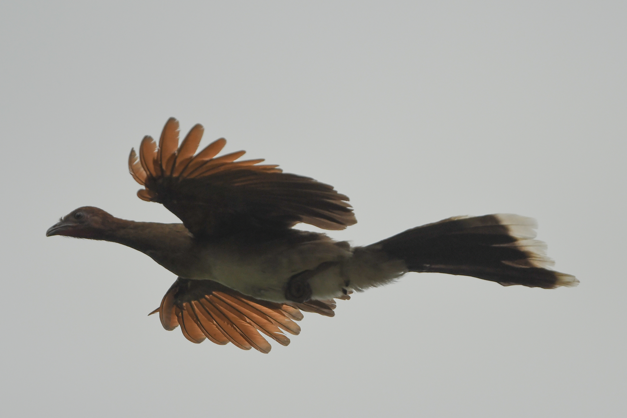 Chestnut-winged Chachalaca (Ortalis garrula), photo 1