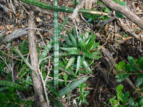 Aloe jucunda