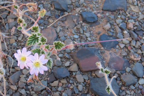 Monsonia luederitziana