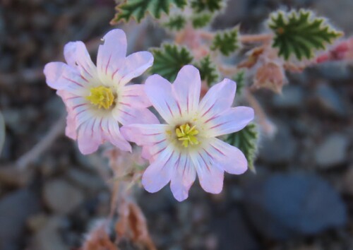 Monsonia luederitziana