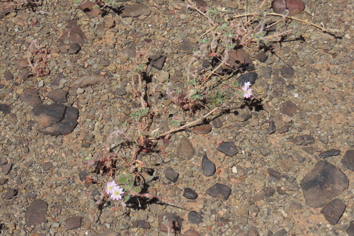 Monsonia luederitziana