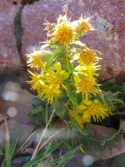 Solidago