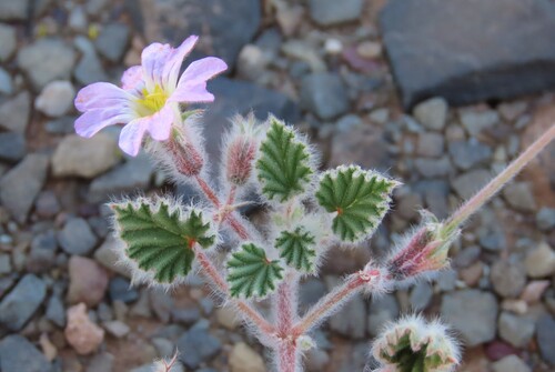 Monsonia luederitziana
