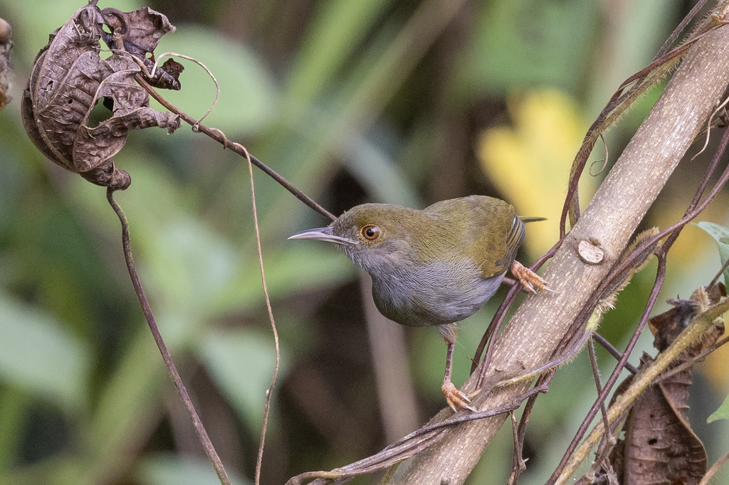 Olive-green Camaroptera