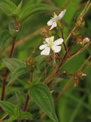 Chaetogastra ciliaris