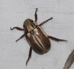 Anoplognathus abnormis