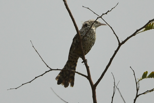 Stripe-backed Wren (Campylorhynchus nuchalis), photo 9