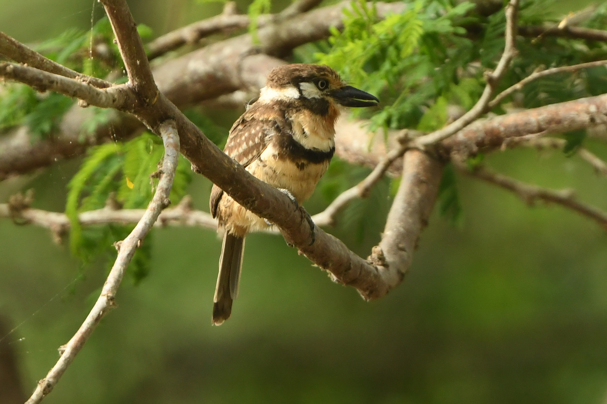 Russet-throated Puffbird (Hypnelus ruficollis), photo 10