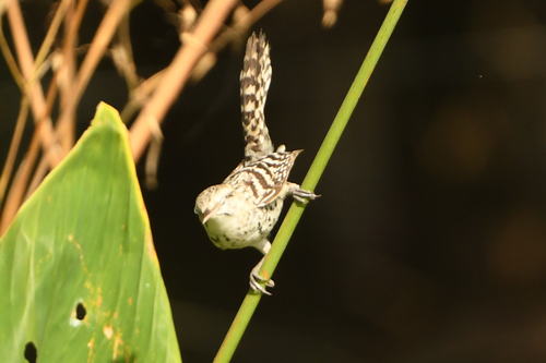 Stripe-backed Wren (Campylorhynchus nuchalis), photo 10