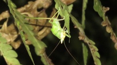 Copiphora cultricornis