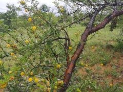 Vachellia exuvialis