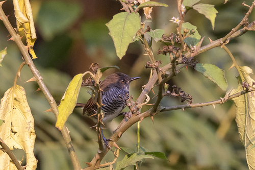 iNaturalist image