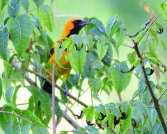 Icterus auricapillus