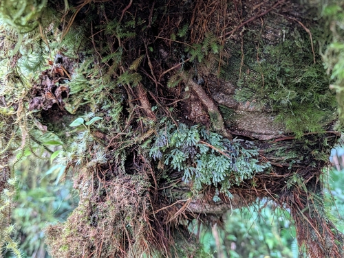 Hymenophyllum digitatum observed 2025-12-22