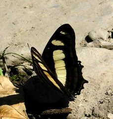 Metamorpha elissa