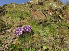 Gentianella rhaetica