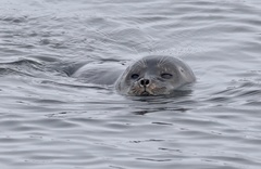 Pusa hispida hispida