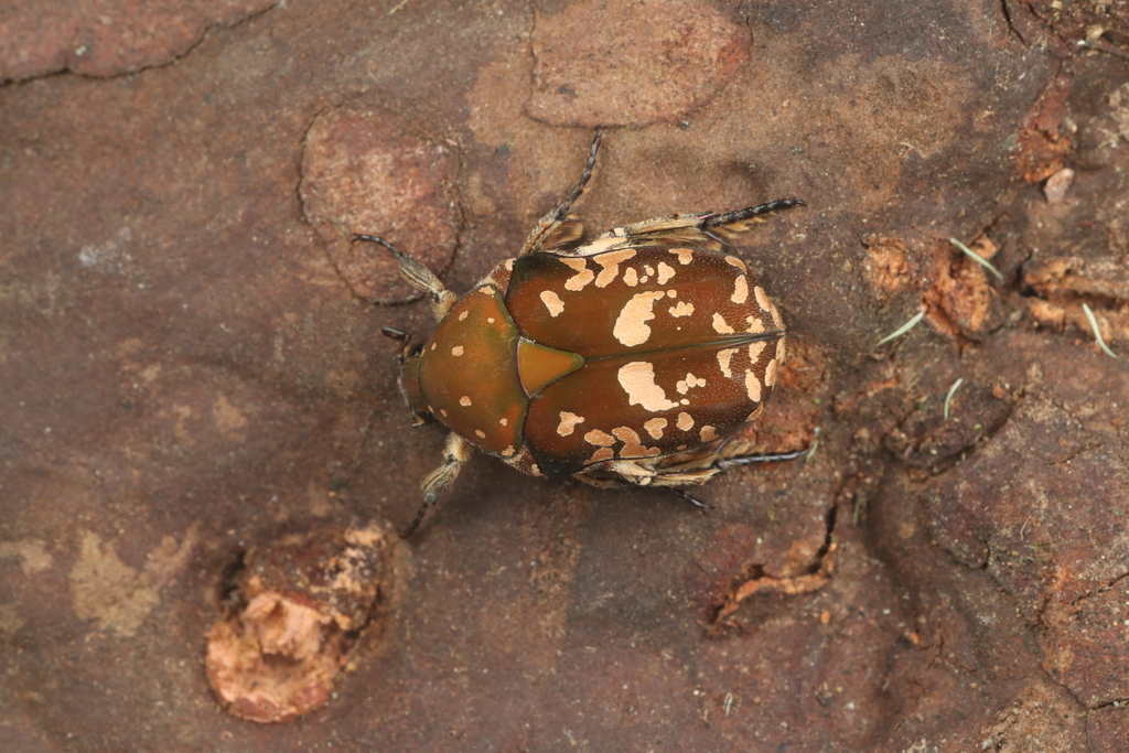 Protaetia borneana