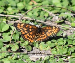 Chlosyne definita