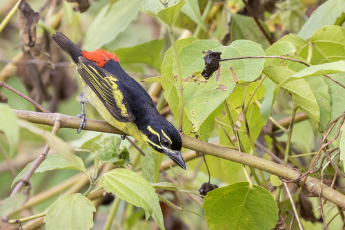 iNaturalist image