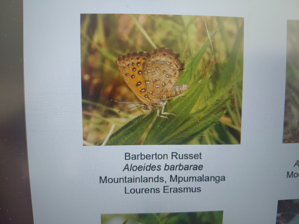 Aloeides barbarae