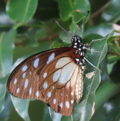 Graphium leonidas leonidas