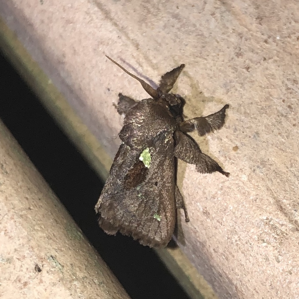 Euclea mesoamericana