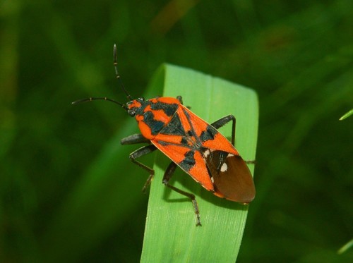 Indian Milkweed Bug