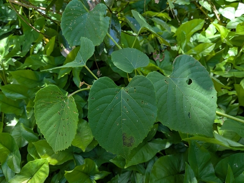 Cissus adnata observed 2025-05-20
