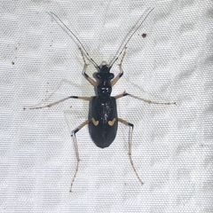 Image of Oxycheila costaricana