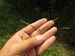 Paspalum conjugatum