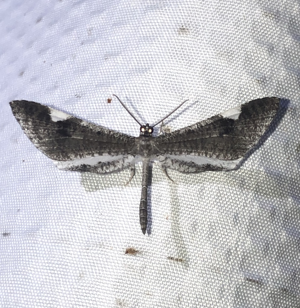 Macrosoma heliconiaria