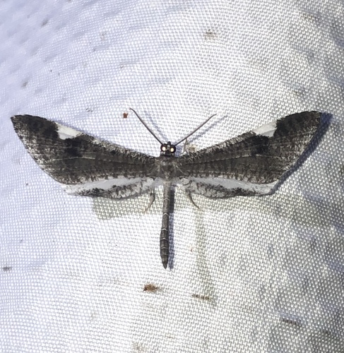Macrosoma heliconiaria