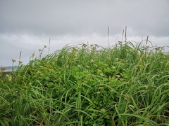 Ligusticum scothicum