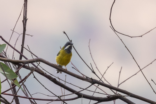 iNaturalist image