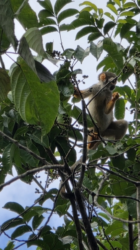 Golden-backed Squirrel Monkey