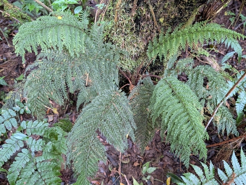 Callistopteris apiifolia observed 2025-12-22
