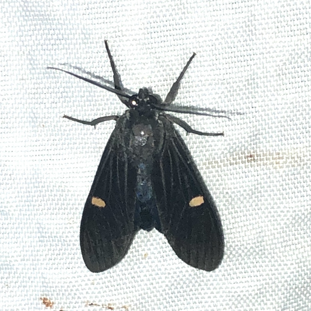 Aclytia punctata
