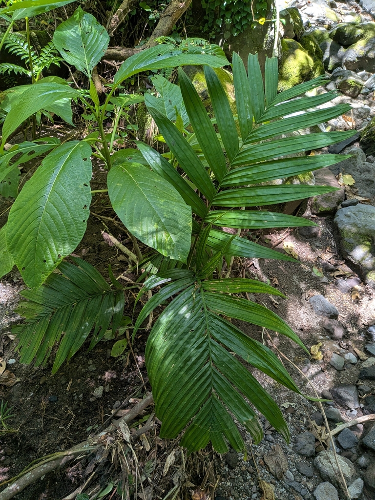 Pinanga batanensis