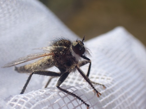 fan-bristled robberfly, Ankeveen, Nederland, photo 8 of 10