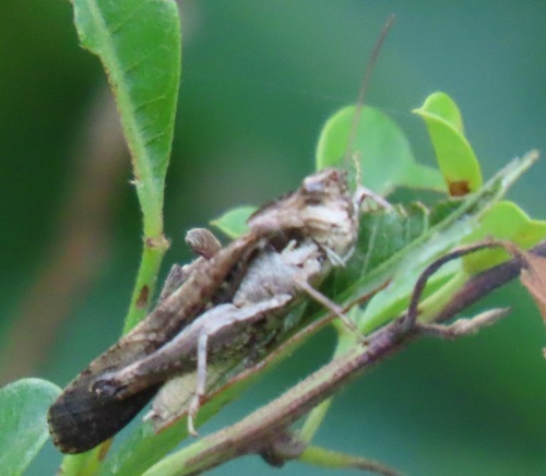 Morphacris fasciata