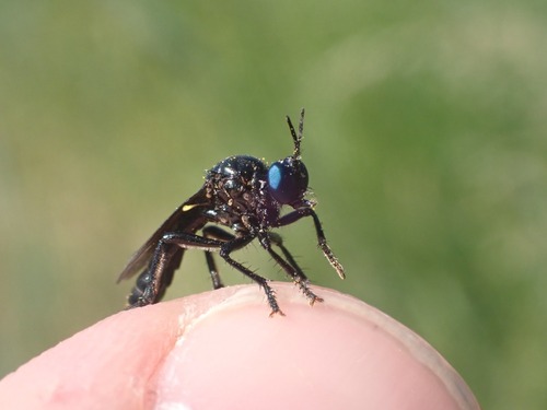 violet black-legged robber fly, Ankeveen, Nederland, photo 2 of 10